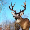 Big Coastal Blacktail Big Coastal Blacktail